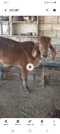 ગીર.વાશળિ