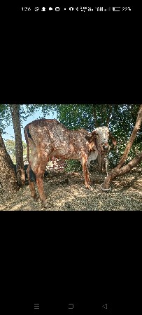 ગીર ગાય વેચવાની છે નીચે વાછડી છે