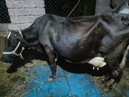 થંબનેલ 3