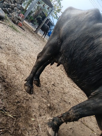 ભેંસ વેચવાની છે