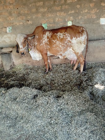 थंबनेल 2