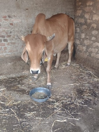 આ ગાય વેચવાની સે