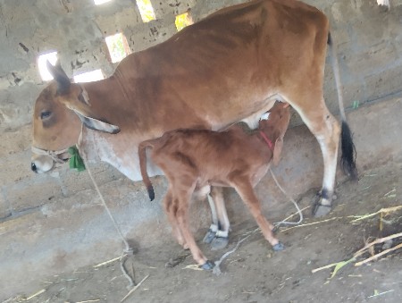 જરસી ગાય વેચવાની છે