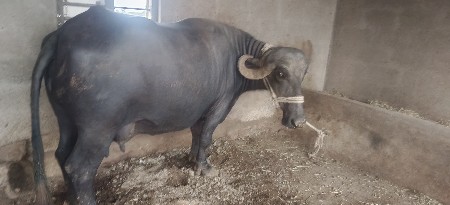 ભેસવેચવાનીસે.બિજૂવેતરવીયાસે