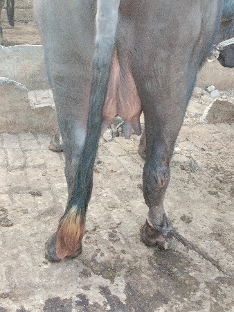 ભેંસ વેચવાની છે