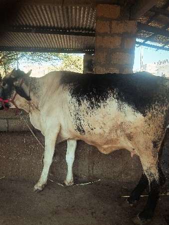 ક્રોસ ઓડકા2