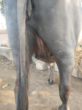 khadeli vechvani chhe