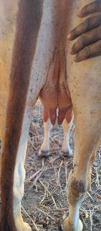 પેલું વેતર હોડકી