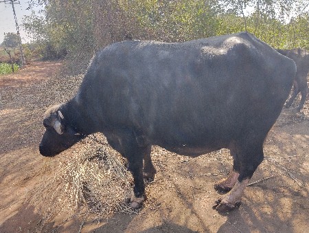 थंबनेल 3