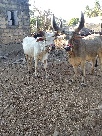 थंबनेल 2