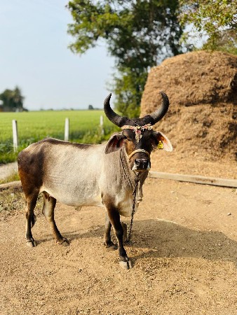 ગાય વેચવાની છે