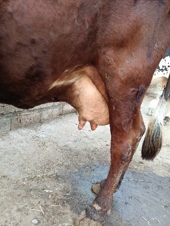 થંબનેલ 2