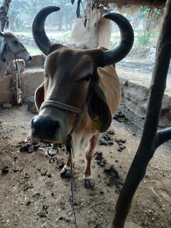 थंबनेल 3