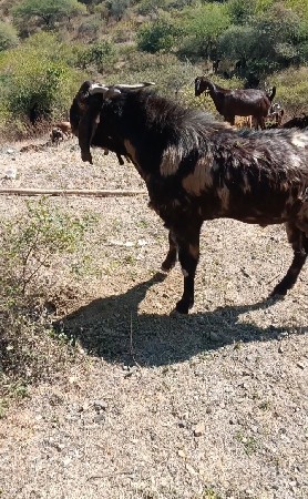 આ બોકડો વેચવા નો છે