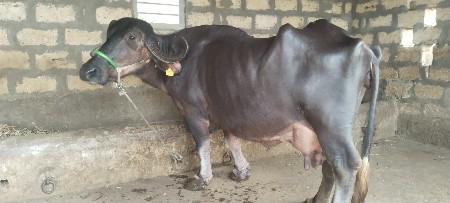 ભેંસ વેચવાની છે