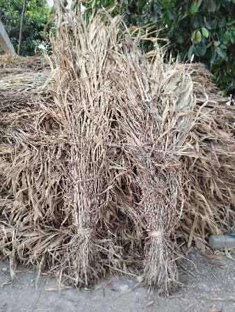 જુવાર ની સાર વેશવાની છે