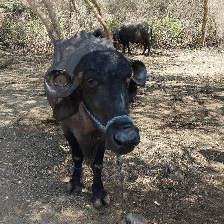 વેચવાનું 20  20 દિવસની વાર છે