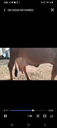 ફૂલ જવાબદારી દેવાની