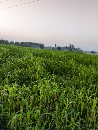 જુવાર લીલી