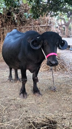 પેલુવેતર ખડેલીવેસવાનીછે