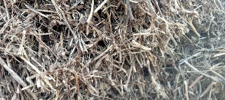 ભિજાય ગયૅલ મગૉટુ વૅચવાનુ છે