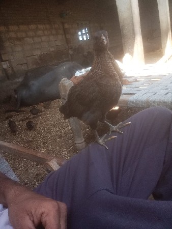 બે મહિનાના  મરધા  છે