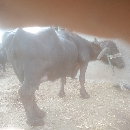 ભેંસ વેશ્વાનીસે