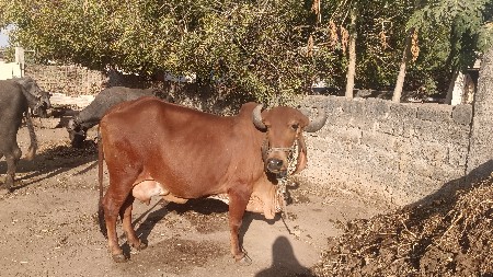 બીજા વેતર ની હોડકી વેચવા ની છે