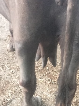 ભેંસ વેચવાની છે