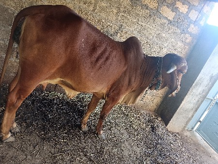 થંબનેલ 3