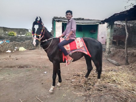 ધોડા ના સાટા કરવાના છે