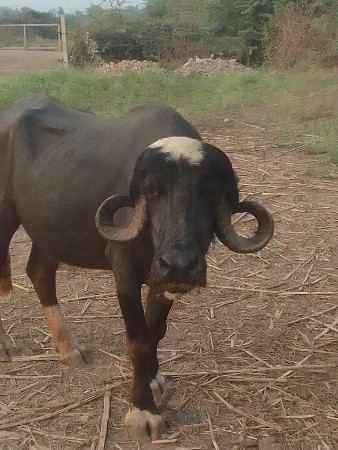 વેચવાની છે સાટા