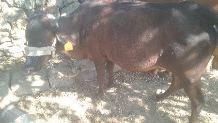 ગાય દેવાની પેલું વેતર સે