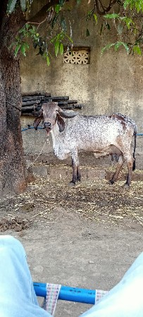 थंबनेल 2