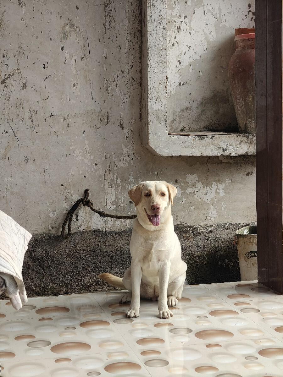 લેબરા કુતરી વેશવાની શે