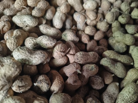 ગિરનાર 4 મગફળી