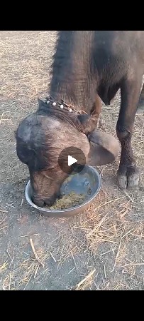 જાફરાબાદી ટોપલી ખડાય છે