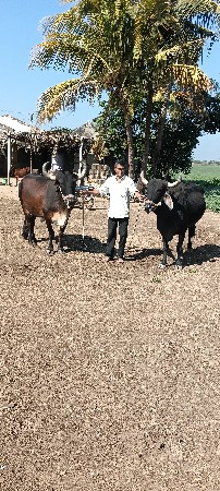 બળદ વેચવાના છે