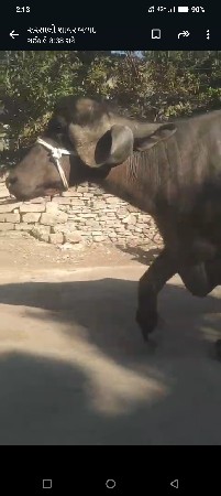 थंबनेल 2