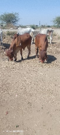 જુનાગઢ જીલ્લો વડલી તાલુકો ગોટલા બળ
