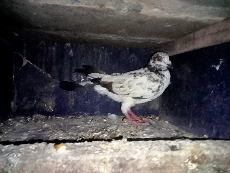 થંબનેલ 2