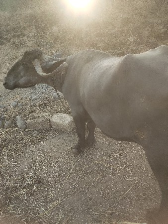 थंबनेल 3