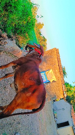 ગીર હોડકી વેચવાની છે