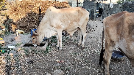 વેચવા નો છે