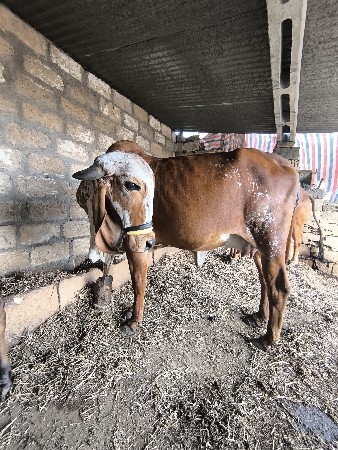 थंबनेल 2