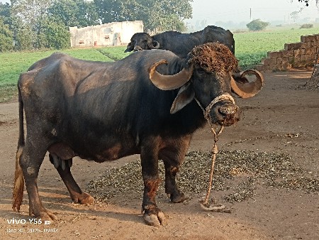 ભેંસ વેચવાની છે