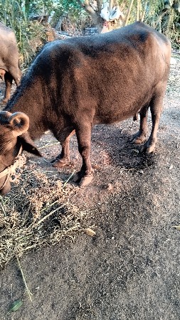 ભેંસ વેચવાની છે.