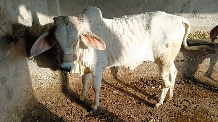 કાંકરેજ વાછડી