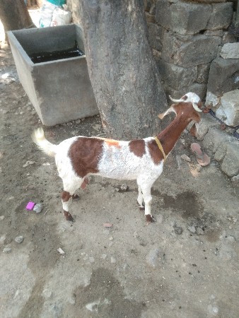 બકરી વેચવાની છે બે મહિનાની ખાબરીન છ