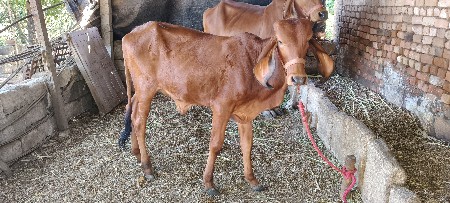 ગીર વાછડી